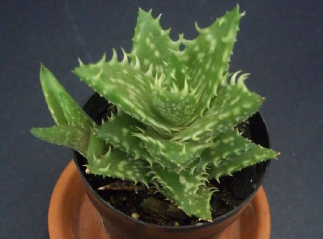 Aloe Crosbys Prolific 14 Care Facts You Would Love Succulent Thrive