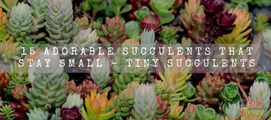 Succulents That Stay Small