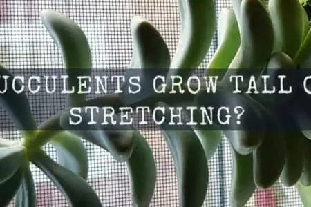 Why Succulents Grow Tall or Stretching? Full guide | Succulents That Grow Tall