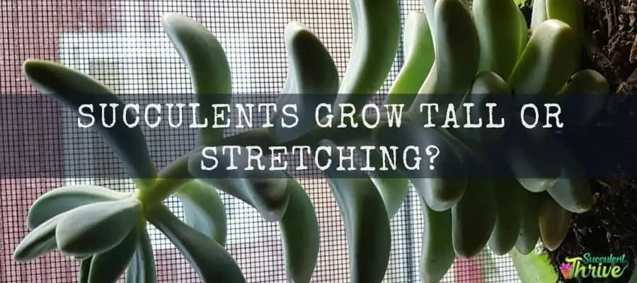 Why Succulents Grow Tall or stretching and Succulents that grow tall