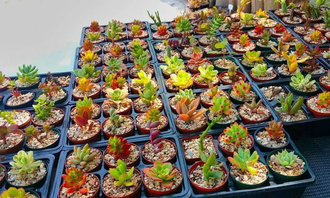 15 Adorable Succulents That Stay Small Tiny Succulents Succulent Thrive