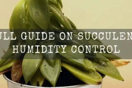 Do Succulents Like Humidity? Full Guide on Succulents Humidity Control