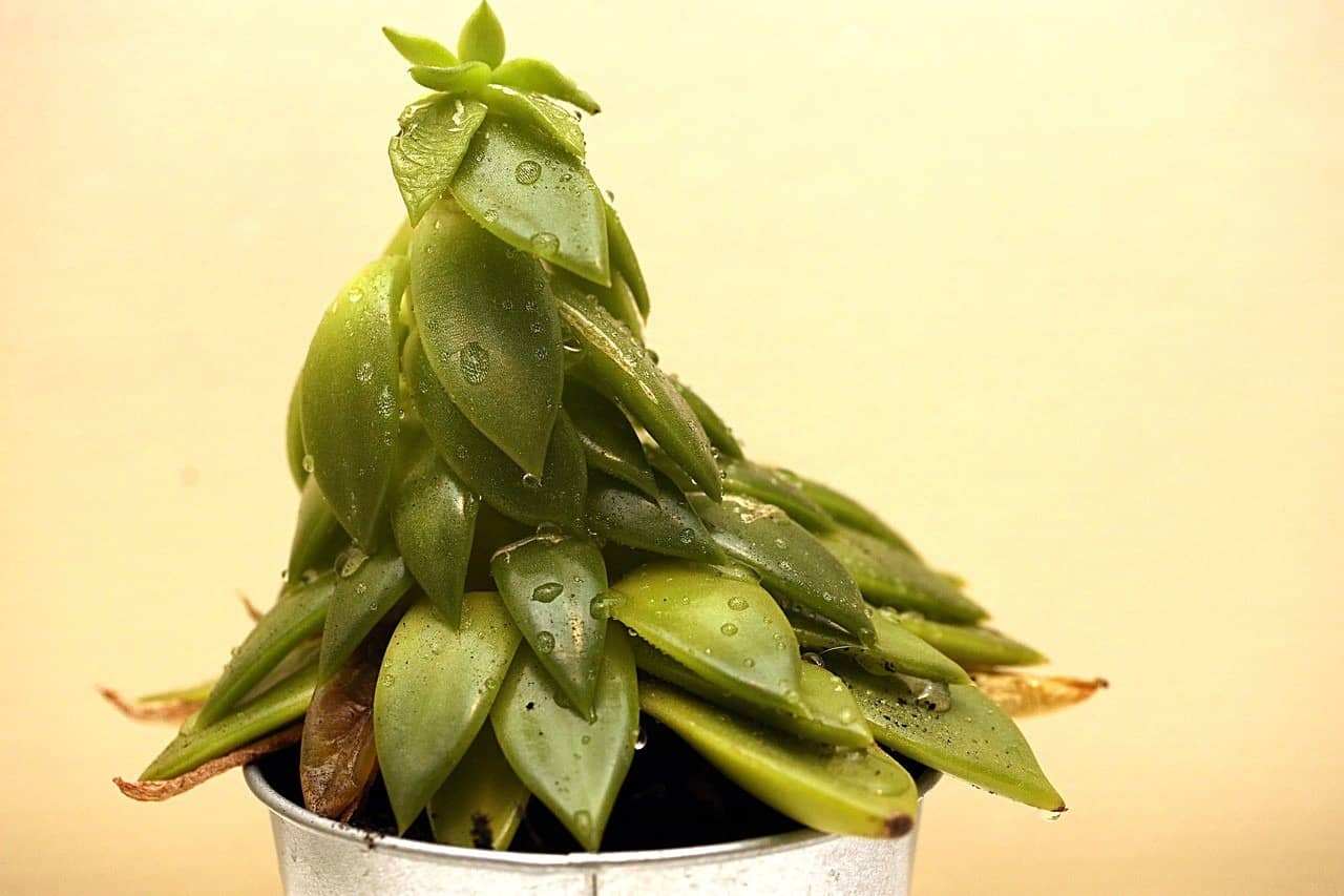 Succulent Leaves Turning Yellow At Bottom How To Fix? Succulent Thrive