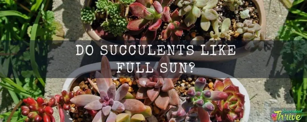 Do succulents like full sun 1