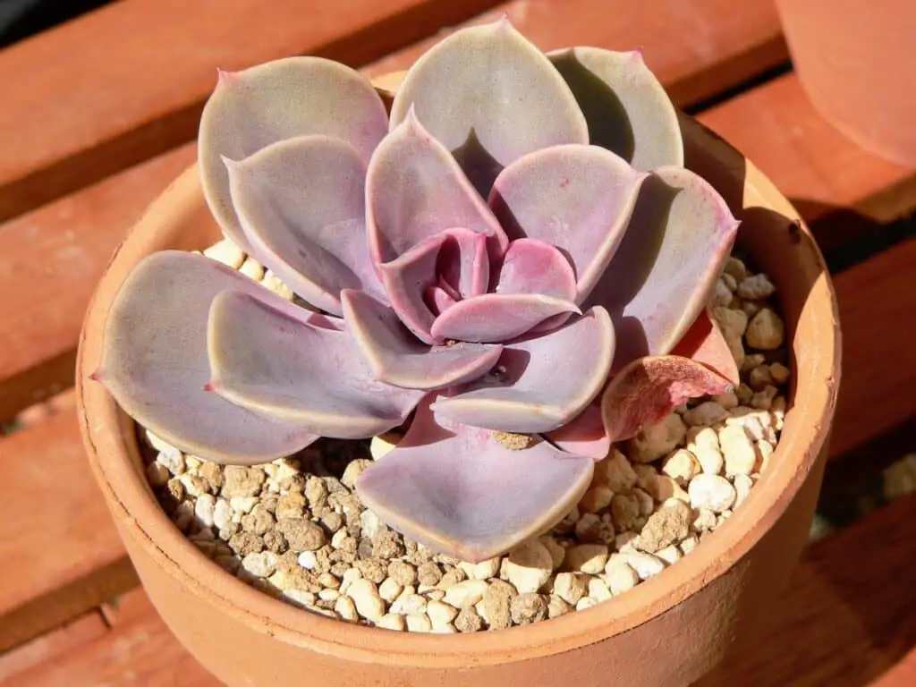 Echeveria