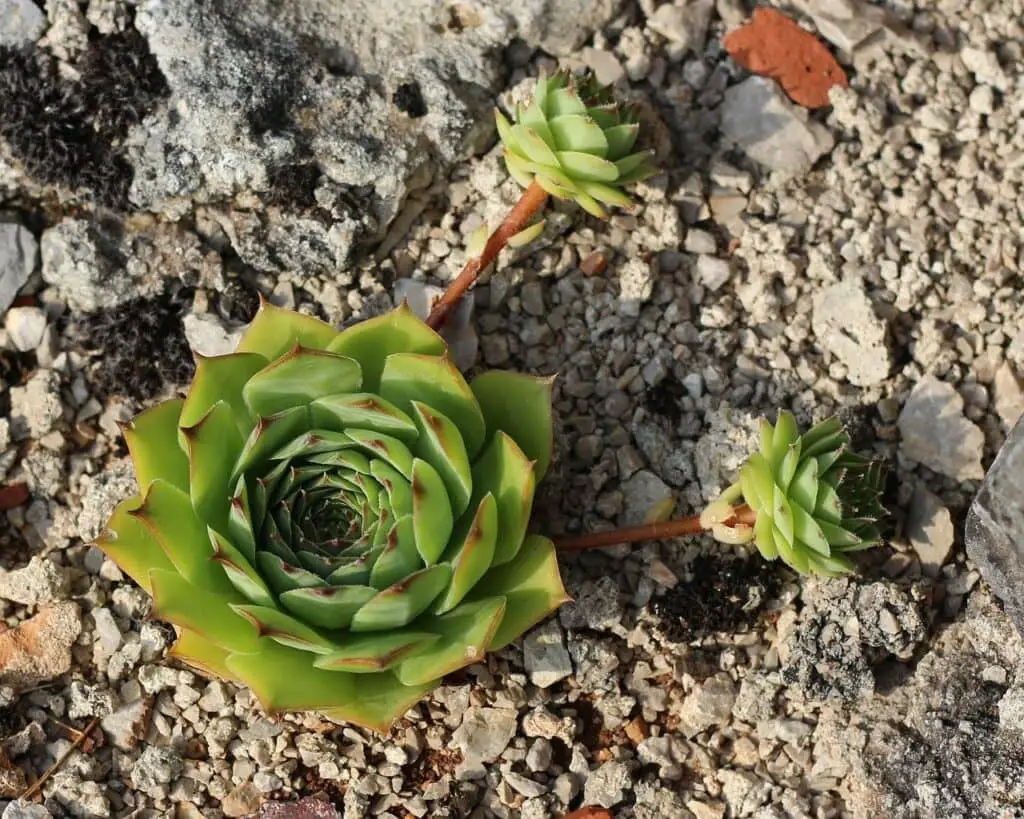 Hen and chicks succulents1280