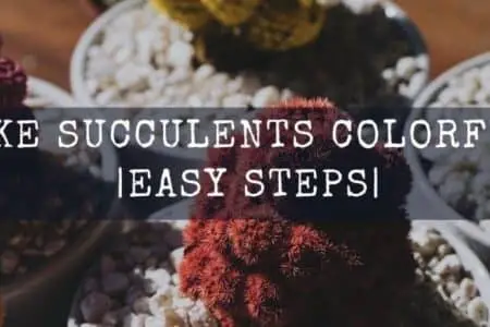 How Do I Make Succulents Colorful? 5 Easy Steps Must Know
