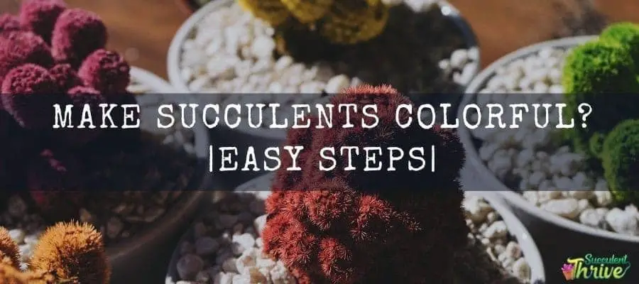 How Do I Make Succulents Colorful Easy Steps