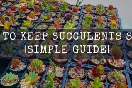 How to Keep Succulents Small and Manageable? Simple Guide