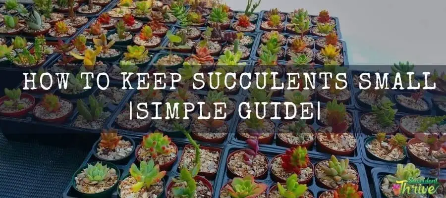  How to Keep Succulents Small and manageable Simple Guide