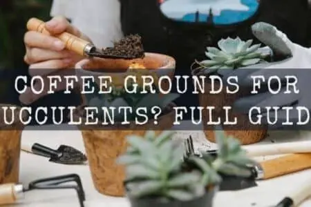 How to Use Coffee Grounds for Succulents? Everything To Know