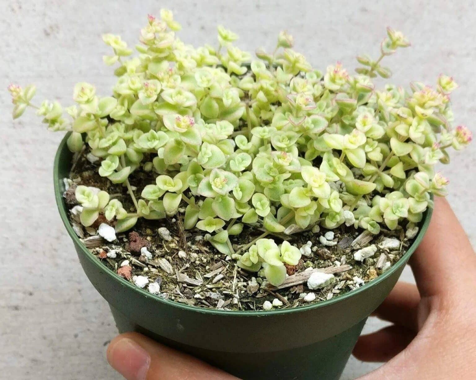15 Adorable Succulents That Stay Small Tiny Succulents Succulent Thrive