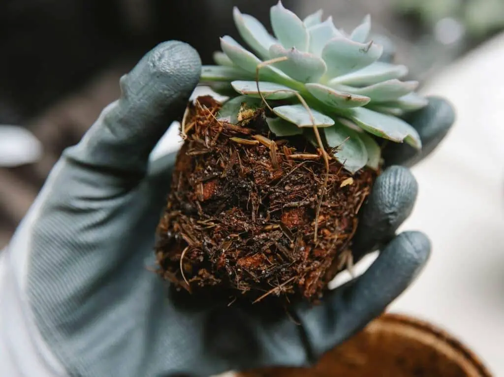 Succulents WITH  Coffee Grounds