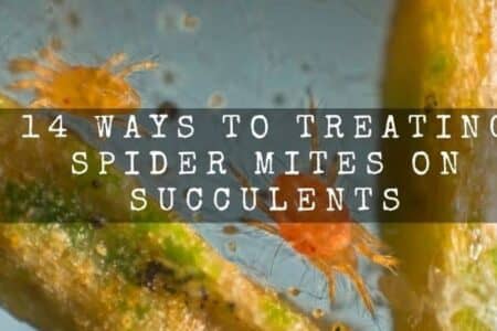 14 Ways To Treating Spider Mites On Succulents