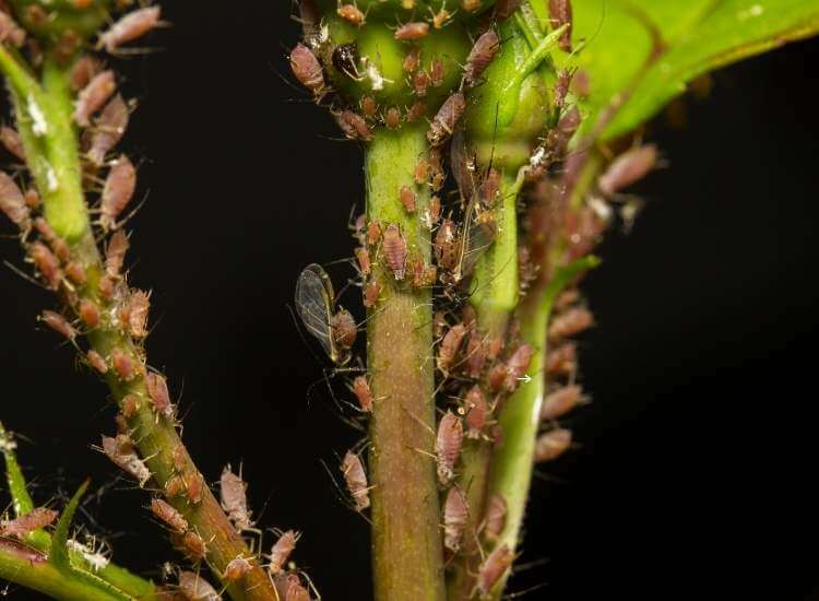 Aphids On Succulent