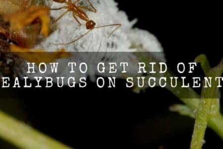 How To Get Rid Of Mealybugs On Succulents? – Full Easy Guide
