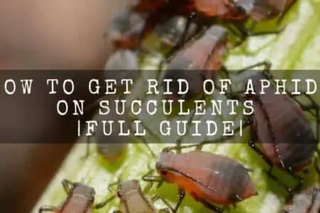 How To Get Rid Of Aphids On Succulents | Full Guide
