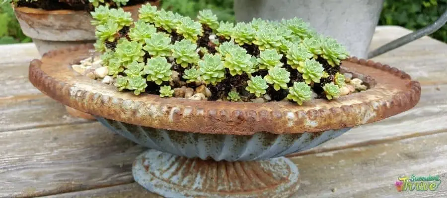 How To Plant Succulents In Shallow Dishes _ (2)