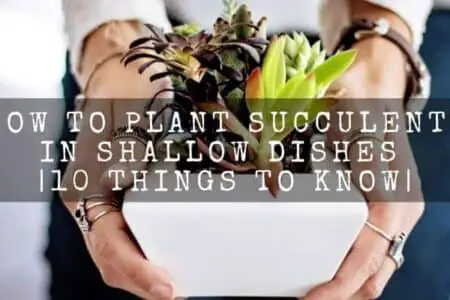 How To Plant Succulents In Shallow Dishes or Bowl | 10 Things To Know