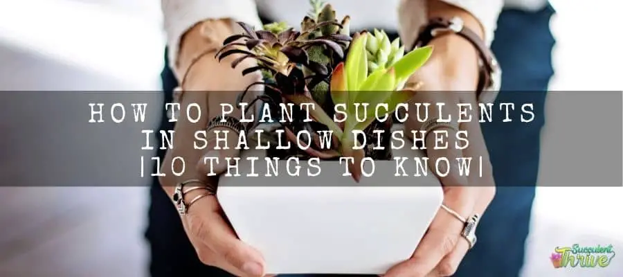 How To Plant Succulents In Shallow Dishes _10 Things To Know_