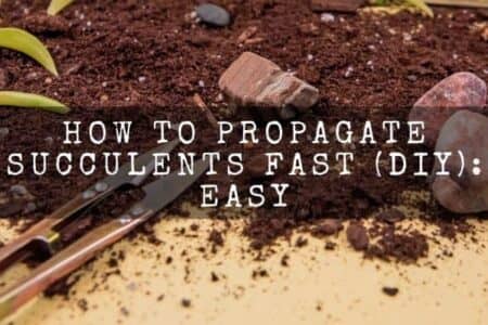 How To Propagate Succulents Fast (DIY): Easy