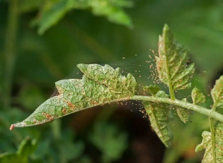 how Spider Mites look like
