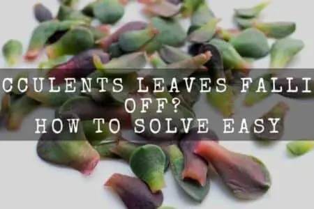 Succulents Leaves Falling Off? How To Solve Easy