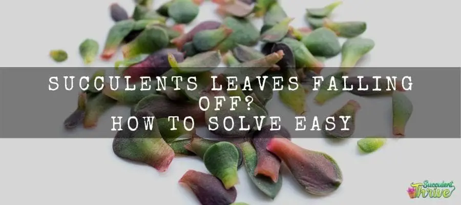 Succulents Leaves Falling Off_ How To Solve Easy