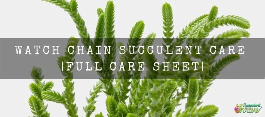 Watch Chain Succulent Care Full Care Sheet