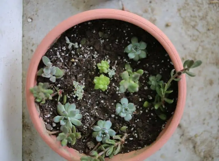 replant it in a new pot as baby succulents.