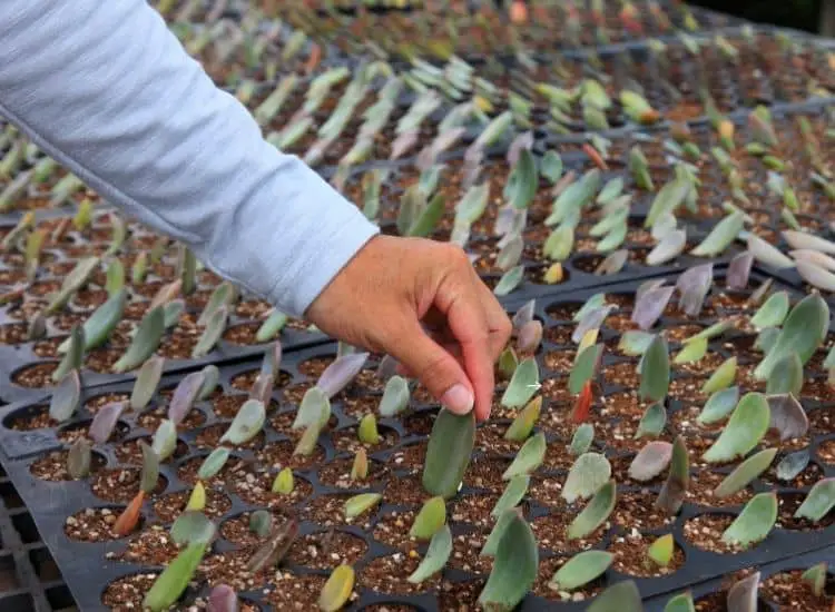 you can replant it in a new pot as baby succulents.