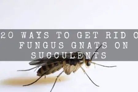 How To Get Rid Of Fungus Gnats On Succulents | 20 Ways