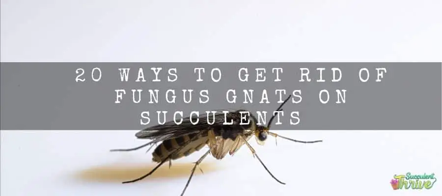 20 ways to get rid of Fungus gnats on succulents