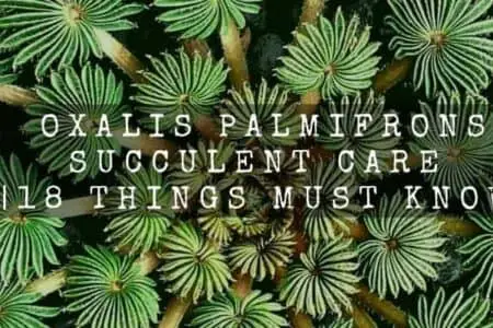 Oxalis palmifrons succulent care | 18 Things Must Know