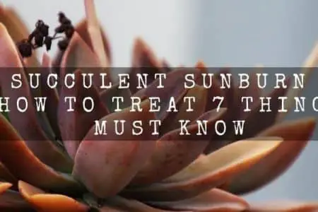 Succulent Sunburn : How to Treat 7 Things Must Know
