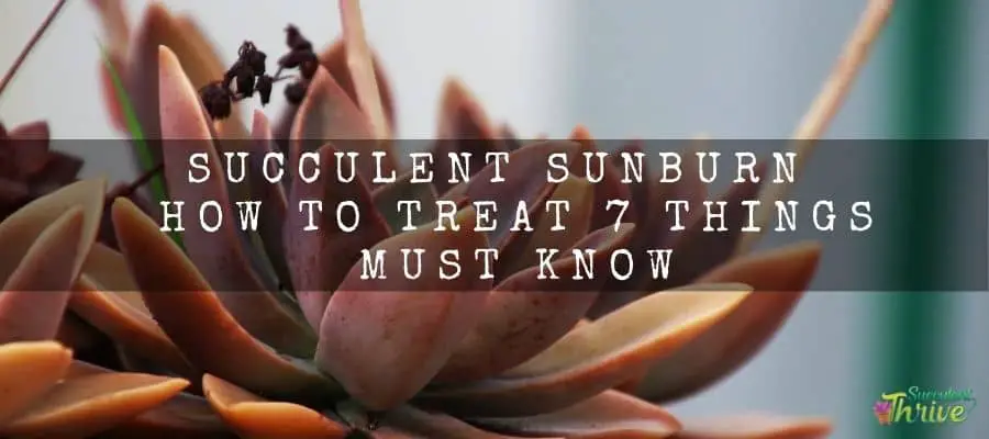 Succulent Sunburn _ How to Treat 7 Things Must Know