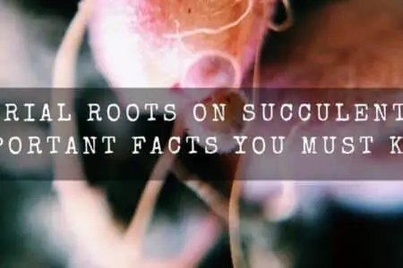 Aerial Roots on Succulents | Important facts you must know