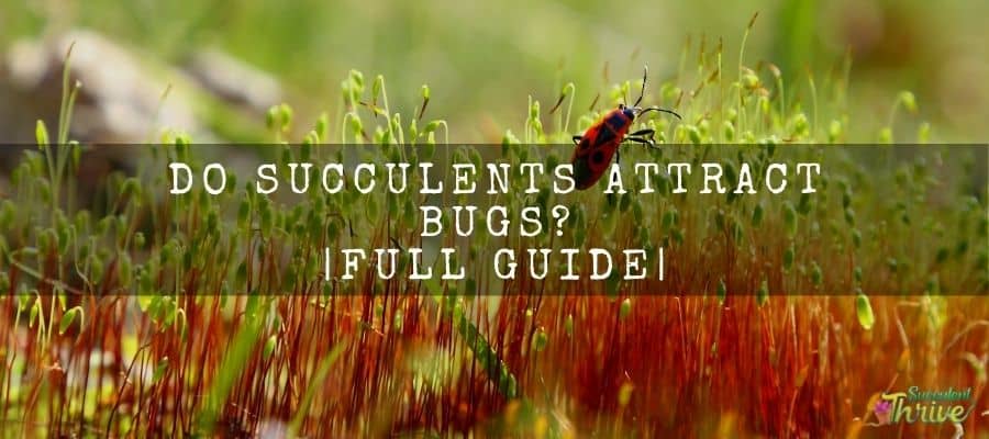 Do succulents attract bugs_