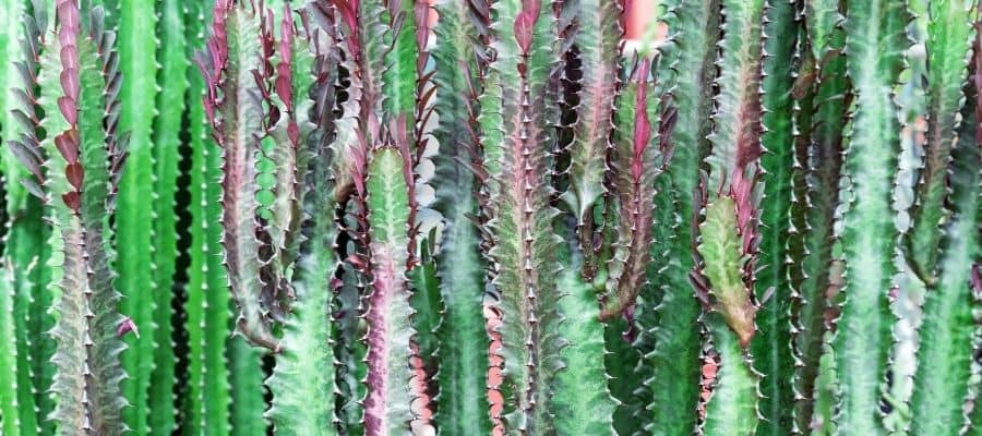 Easiest succulents to grow