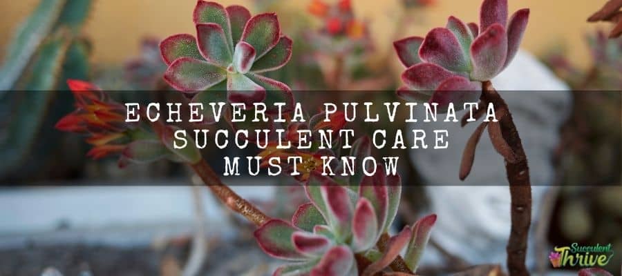 Echeveria pulvinata succulent care