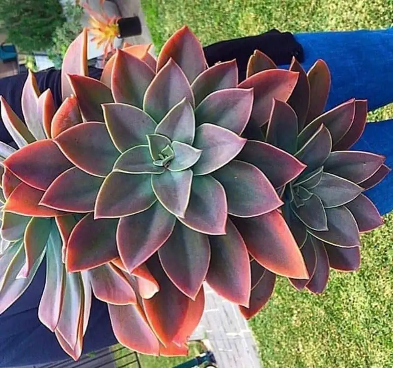 Graptoveria ‘Fred Ives’ succulent care
