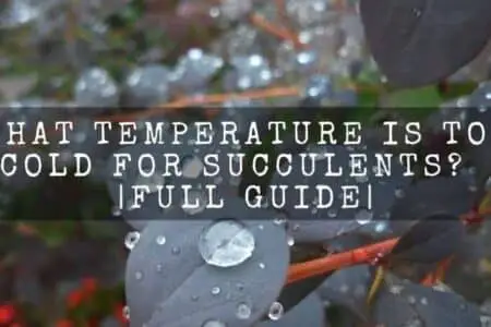 How To Take Care Of Succulents In Rainy Season | Full Guide