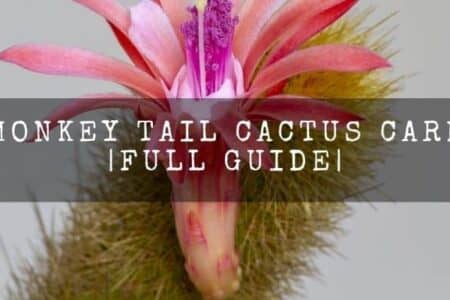 Monkey tail cactus care | every thing to know