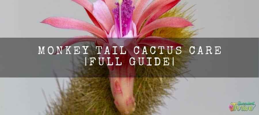 Monkey tail cactus care