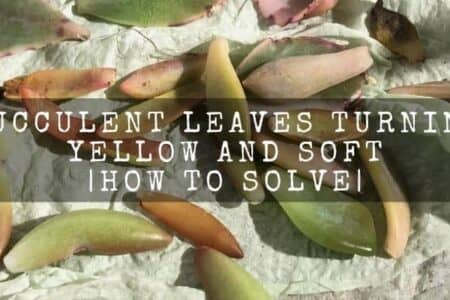 Succulent leaves turning yellow and soft | how to solve