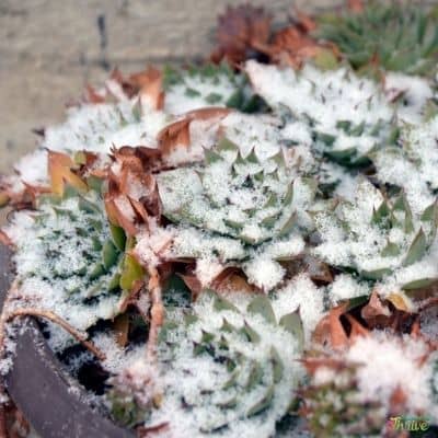 Succulents getting mushy_snow