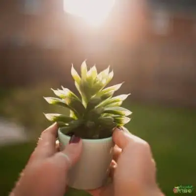 Succulents getting mushy_sun