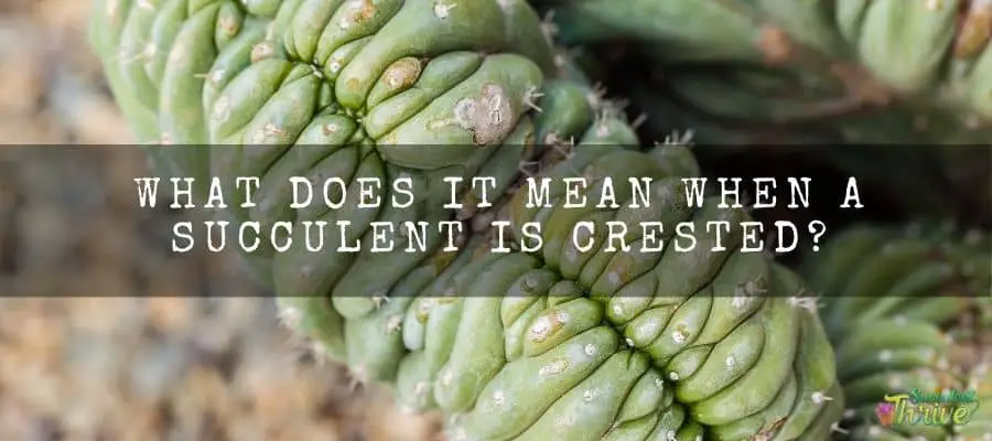 What does it mean when a succulent is crested_