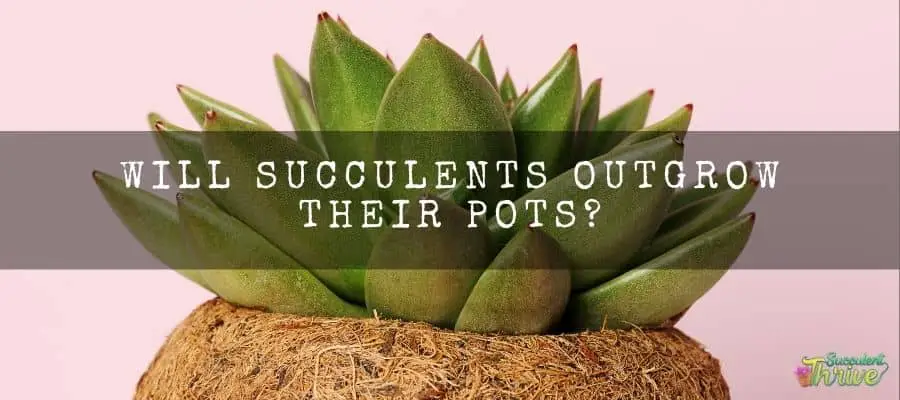Will succulents outgrow their pots_