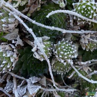a frozen succulent